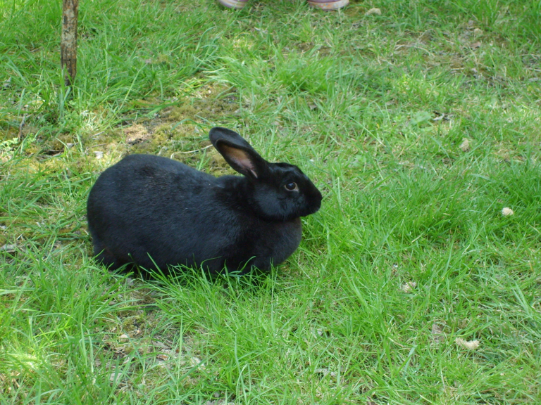Are Black Rabbits Rare? | Cottontail Club