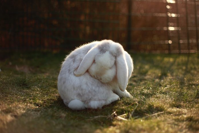 Domestic Rabbit in garden