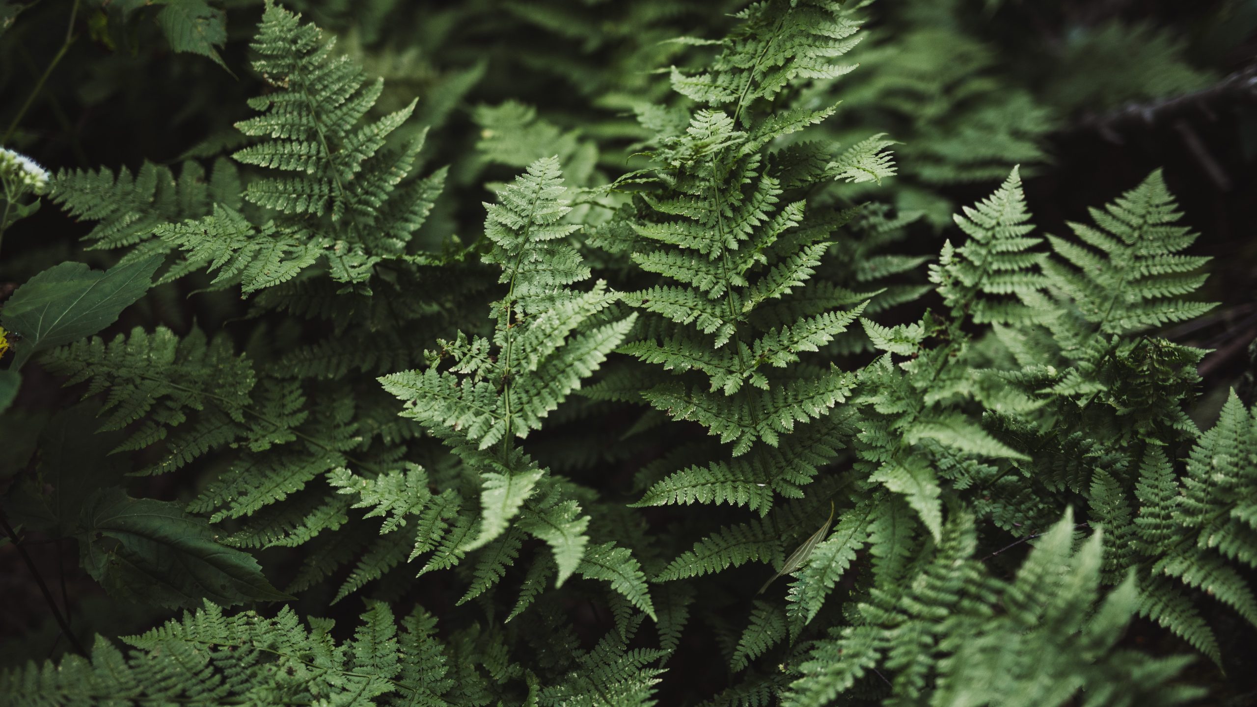 Wild Ferns