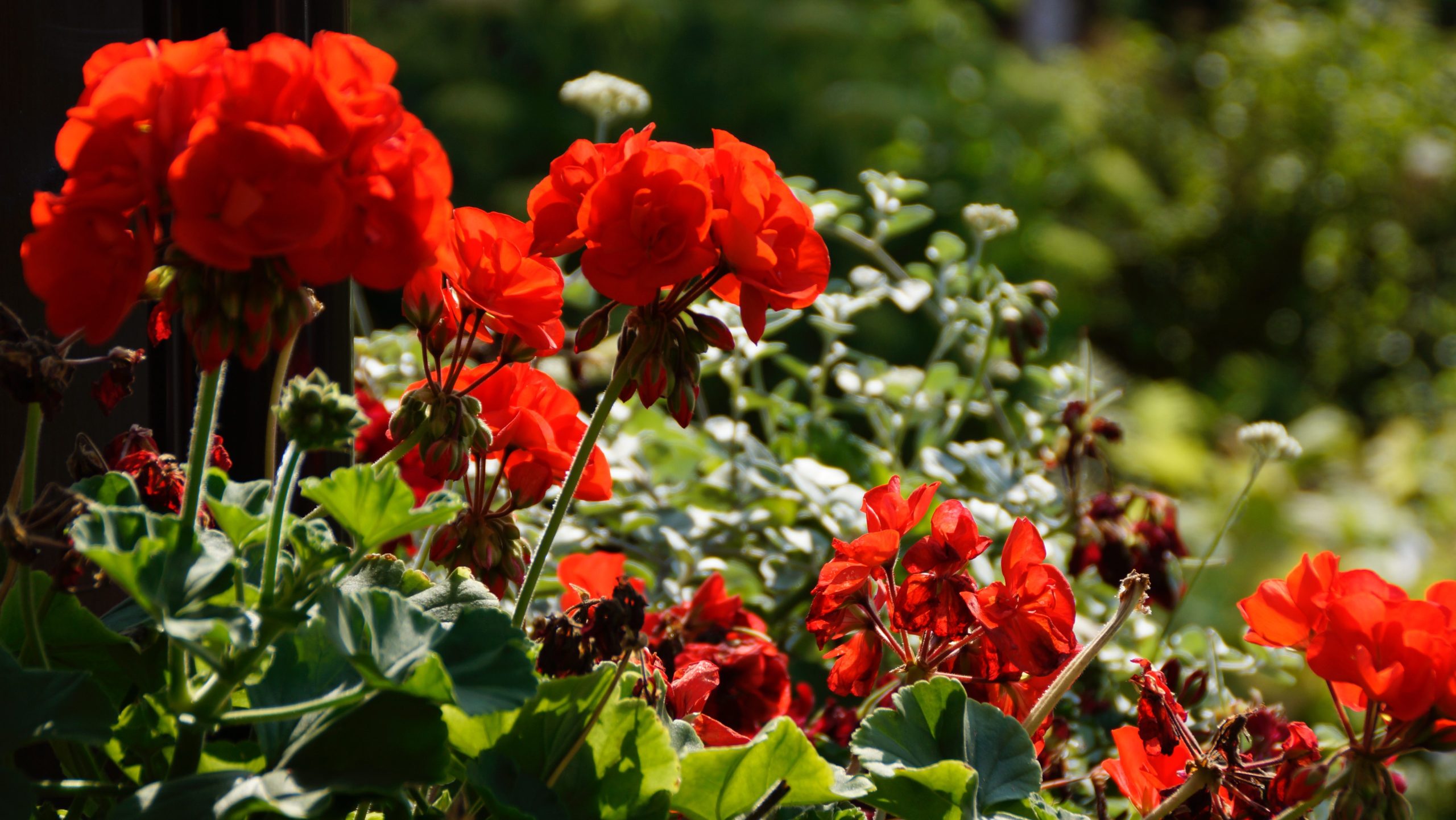 Wild Geraniums