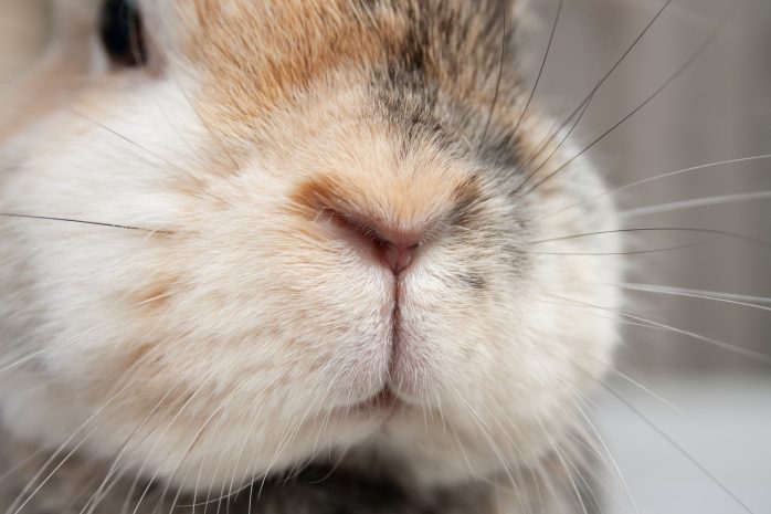 Female rabbit closeup of face