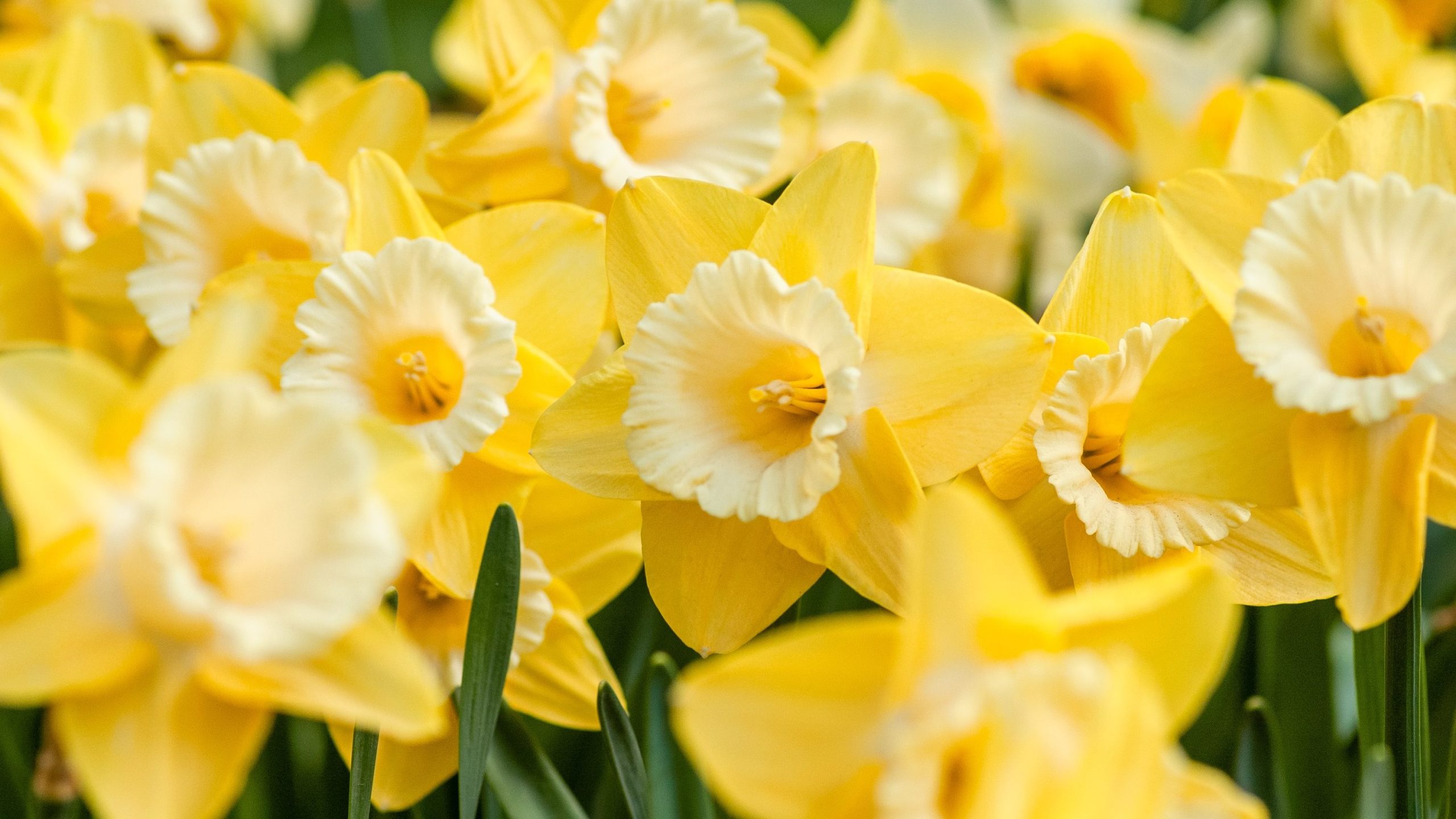 Daffodils in garden